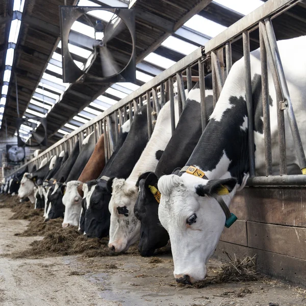 Producción lechera — vacas en establo